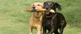 Dogs playing together with a stick