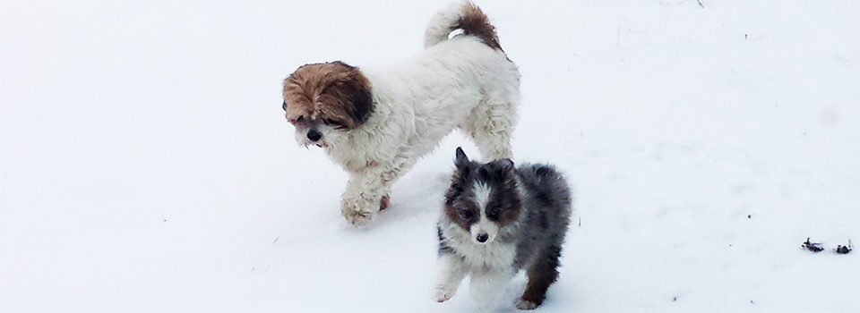 2-dogs-in-snow